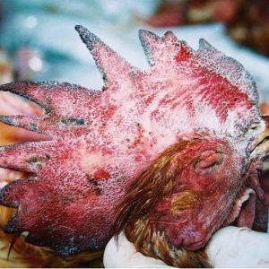 Bệnh Tụ Huyết Trùng ( Gà Toi )