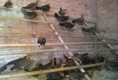 unnamed-2 làm sạp đậu chuồng gà