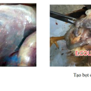 Cách nhận biết các bệnh của Gà !