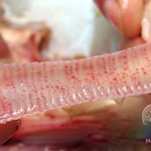 Bệnh ILT ( Viêm Thanh Khí Quản )