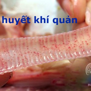 Bệnh ILT ( Viêm Thanh Khí Quản )