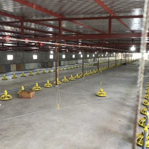 Máng ăn tự động cho gà - 5 lợi ích tối ưu cho trại gà