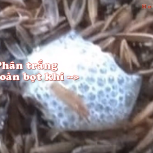 Chuẩn đoán bệnh của Gà qua Phân