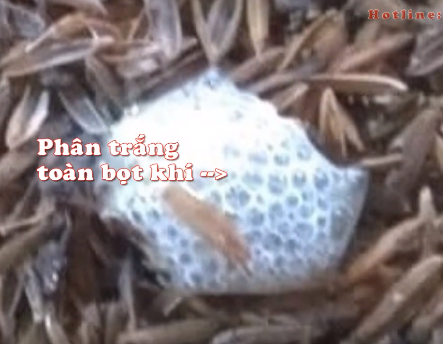 Chuẩn đoán bệnh của Gà qua Phân