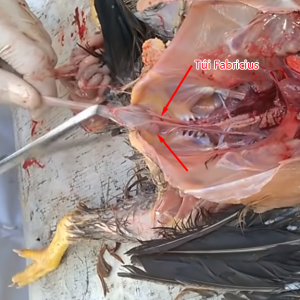 Cách nhận biết các bệnh của Gà !