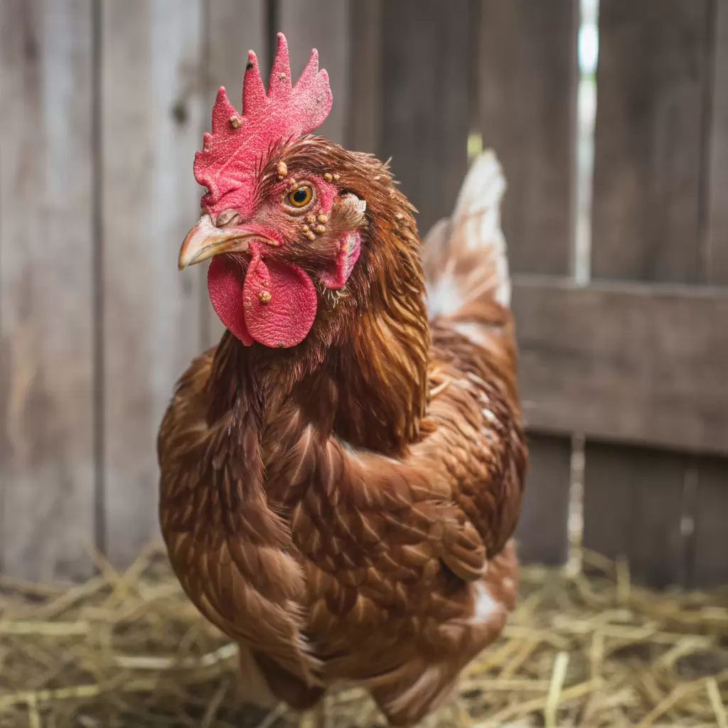 Hình ảnh gà bị bệnh đậu với các nốt mụn đặc trưng trên mào và quanh mắt