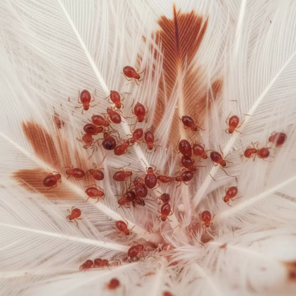 Mạt gà thường ẩn nấp sâu trong lông và da để hút máu vật nuôi